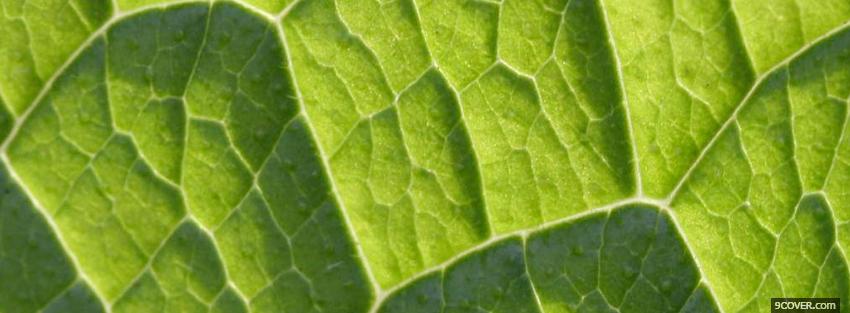 Photo green leaf close up Facebook Cover for Free