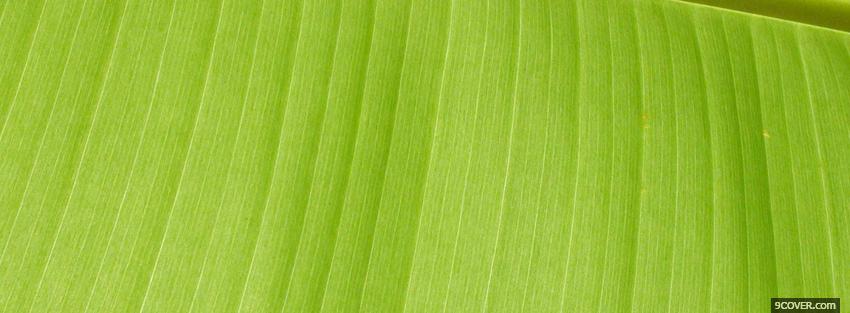 Photo lime green abstract line Facebook Cover for Free