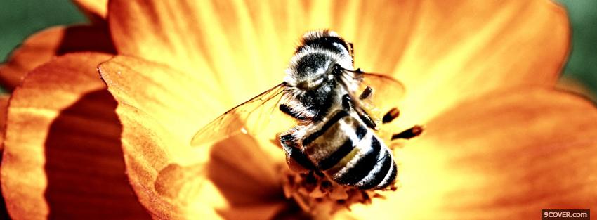 Photo bee on a flower animals Facebook Cover for Free