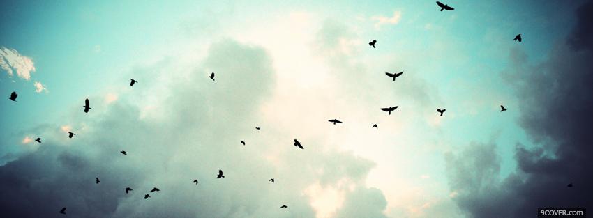 Photo birds flying in the sky Facebook Cover for Free