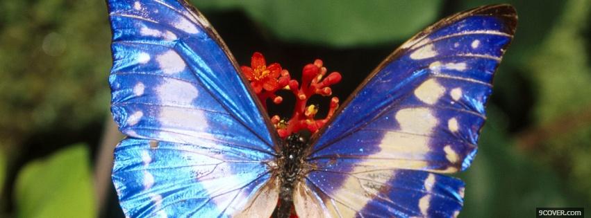 Photo blue and white butterfly Facebook Cover for Free