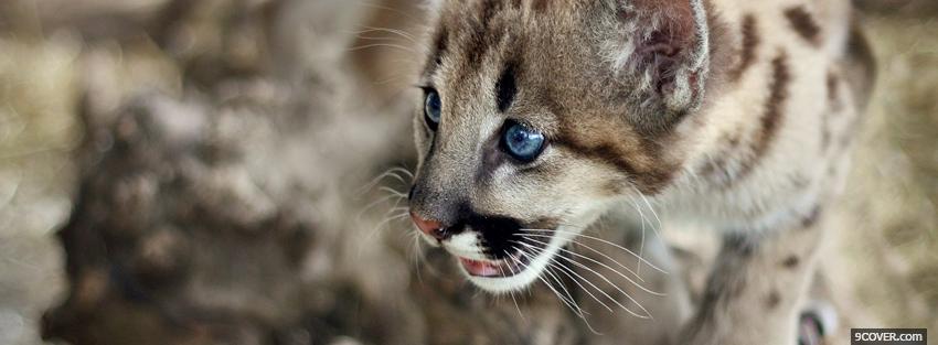 Photo cute cougar cub Facebook Cover for Free