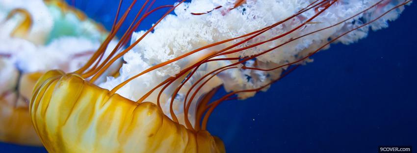 Photo jellyfish in the ocean Facebook Cover for Free