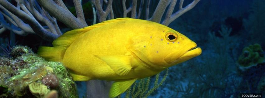 Photo yellow underwater fish Facebook Cover for Free