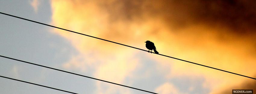 Photo bird on a wire Facebook Cover for Free