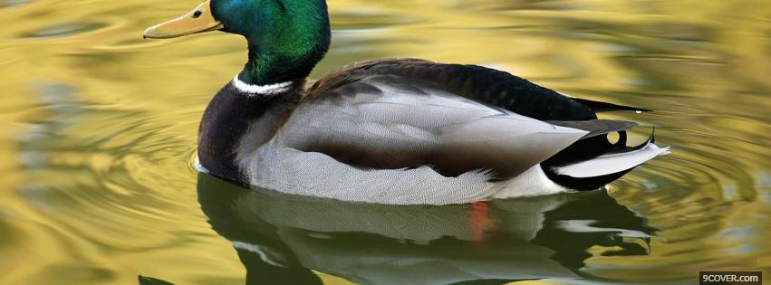 Photo duck swimming animals Facebook Cover for Free