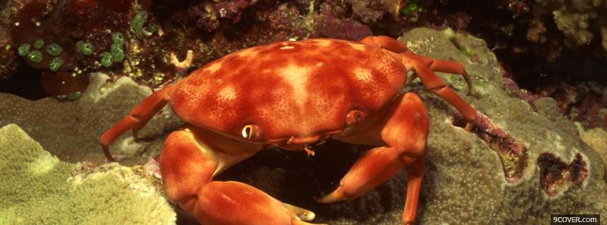 Photo underwater crab animals Facebook Cover for Free