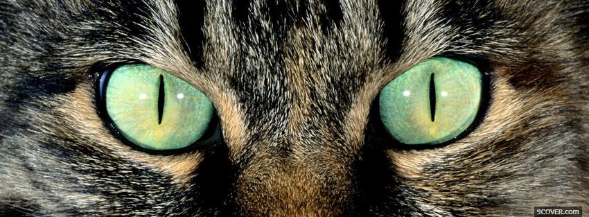 Photo piercing cat green eyes Facebook Cover for Free