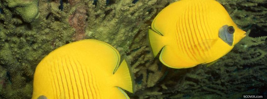 Photo angel fishes animals Facebook Cover for Free
