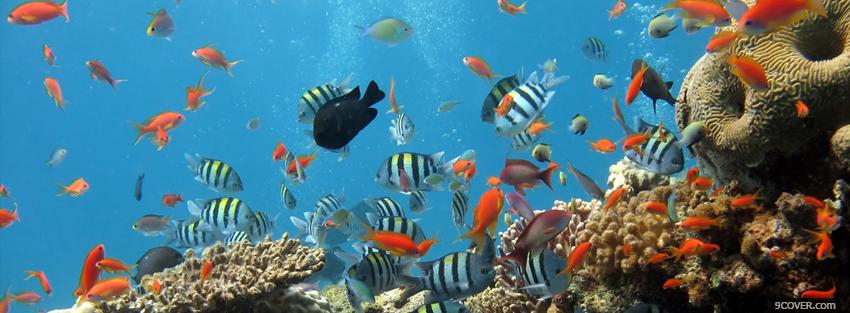 Photo fishes in the ocean animals Facebook Cover for Free