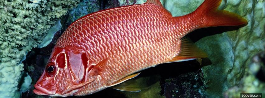 Photo red fish and corals animals Facebook Cover for Free