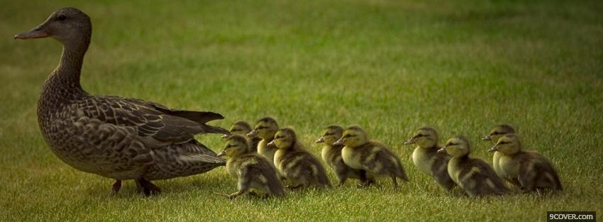 Photo family of ducks animals Facebook Cover for Free