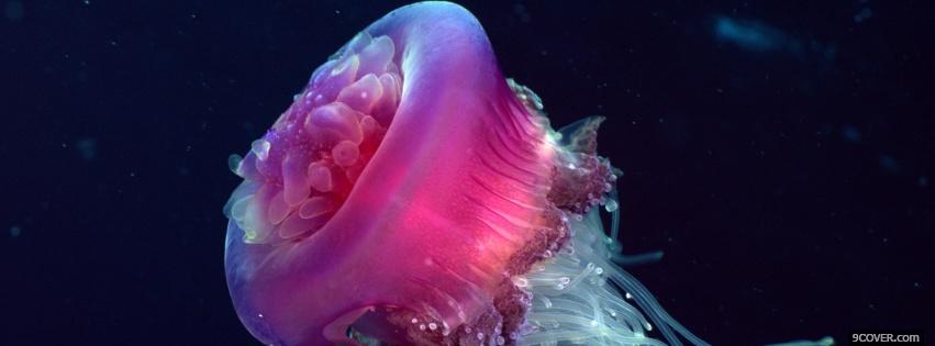 Photo stunning pink jelly fish Facebook Cover for Free