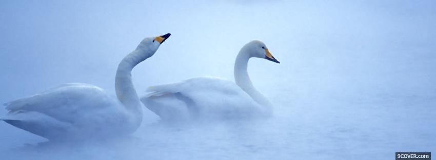 Photo beautiful animals swans Facebook Cover for Free