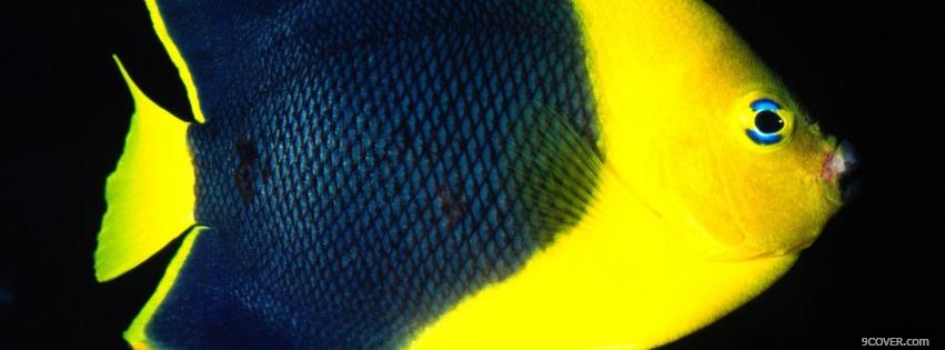 Photo black and yellow angel fish Facebook Cover for Free