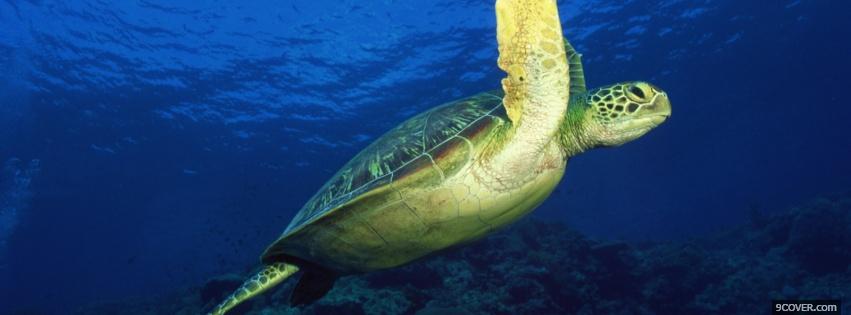 Photo marvelous turtle underwater Facebook Cover for Free