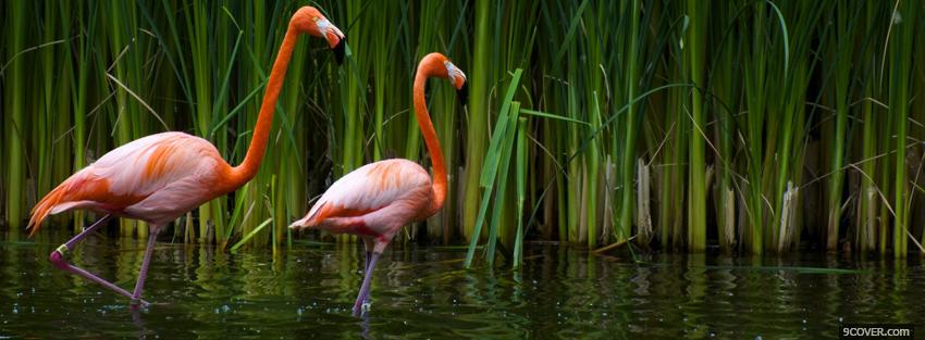Photo two flamingos in the water Facebook Cover for Free