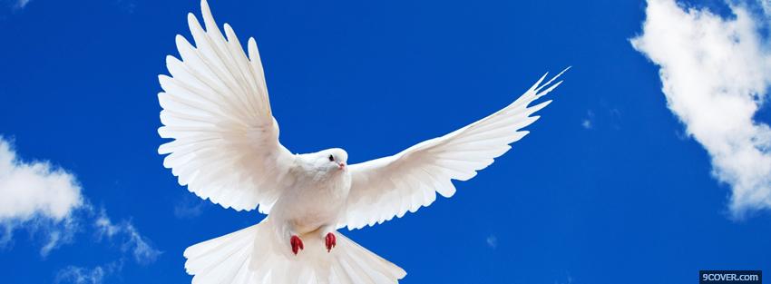 Photo wonderful dove flying animals Facebook Cover for Free