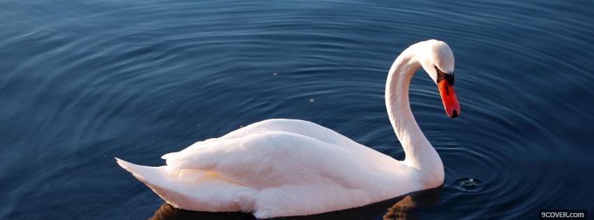 Photo beautiful swan animals Facebook Cover for Free