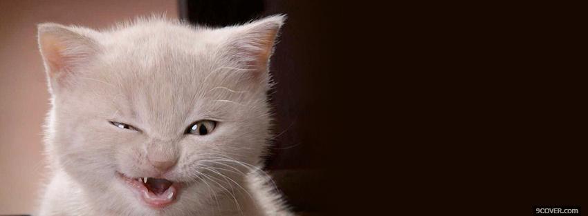Photo cute baby kitten animals Facebook Cover for Free