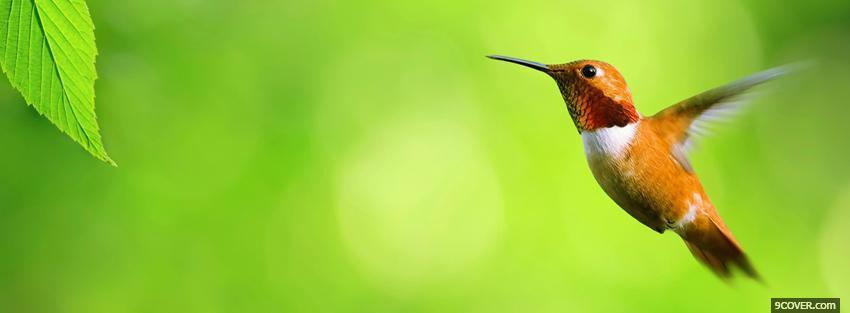 Photo flying hummingbird animals Facebook Cover for Free