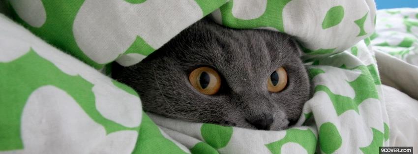 Photo hiding cat animals Facebook Cover for Free
