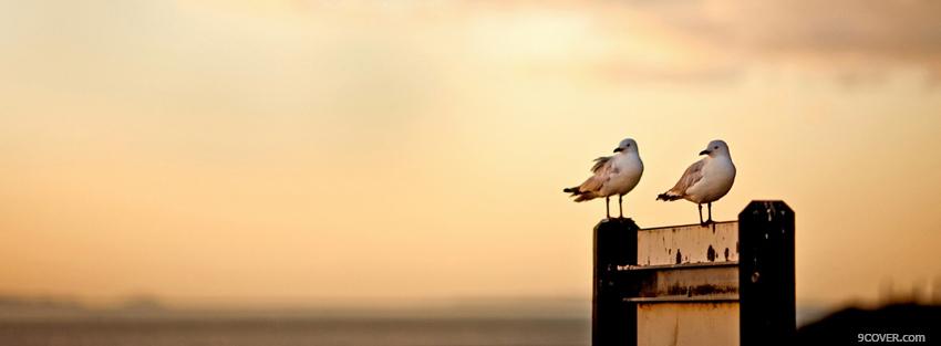 Photo birds in the sunset animals Facebook Cover for Free
