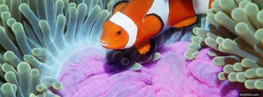 Photo clow fish and corals animals Facebook Cover for Free