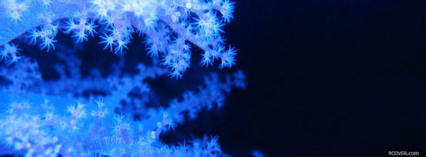 Photo pretty blue corals Facebook Cover for Free