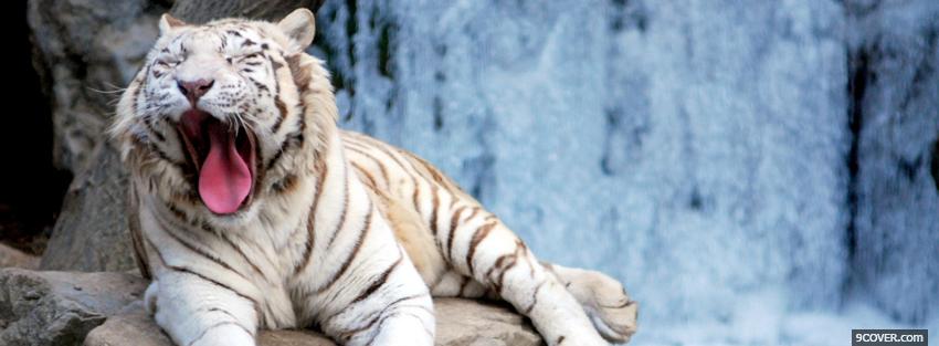 Photo sleepy white tiger animals Facebook Cover for Free