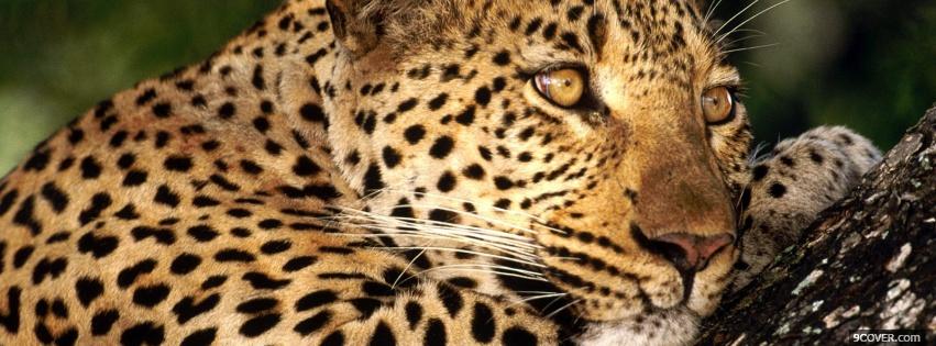Photo thinking leopard animals Facebook Cover for Free