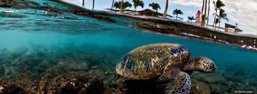 Photo turtle in the sea Facebook Cover for Free