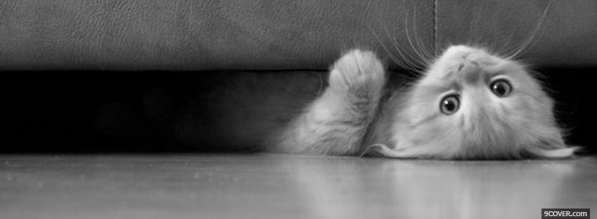 Photo cute cat under the sofa Facebook Cover for Free