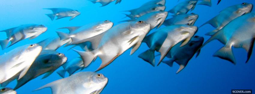 Photo fish swimming animals Facebook Cover for Free
