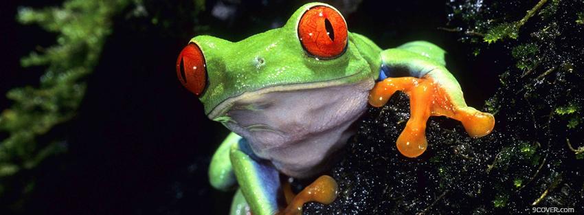 Photo red eyed tree frog animals Facebook Cover for Free