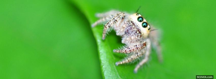 Photo spider on a leaf animals Facebook Cover for Free