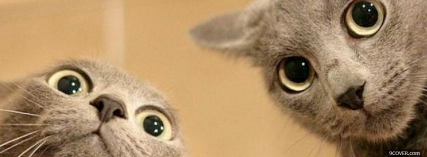 Photo two cat faces animals Facebook Cover for Free