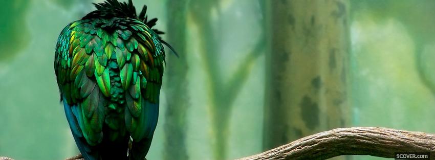 Photo amazing green bird animals Facebook Cover for Free