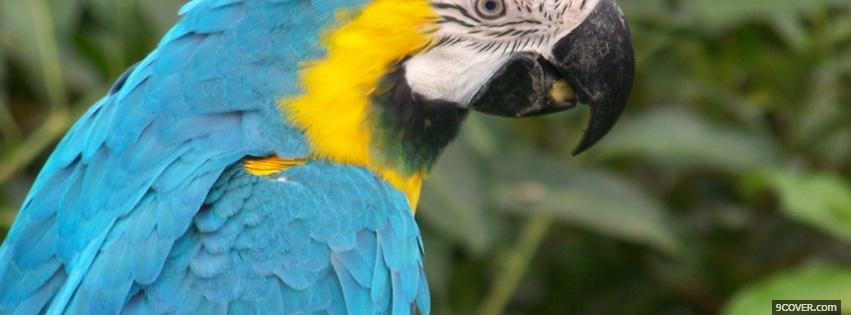 Photo blue and yello parrot Facebook Cover for Free