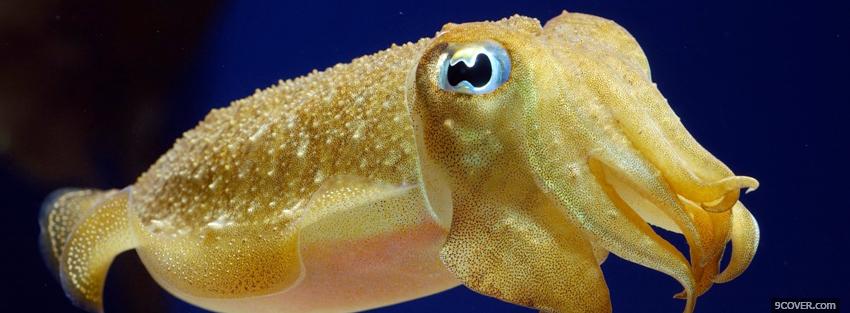 Photo animals yellow cuttlefish Facebook Cover for Free