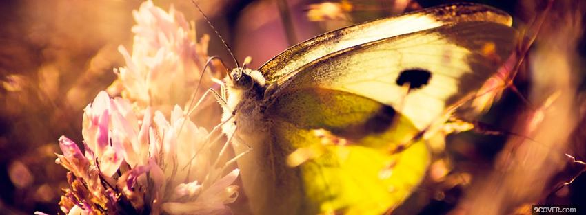 Photo butterfly on a flower Facebook Cover for Free