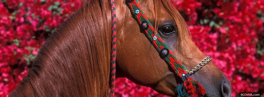 Photo horse and pink flowers Facebook Cover for Free