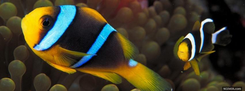 Photo incredible clown fishes Facebook Cover for Free