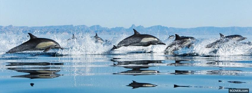 Photo beautfiul dolphins in the sea Facebook Cover for Free