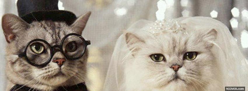 Photo getting married cats animals Facebook Cover for Free