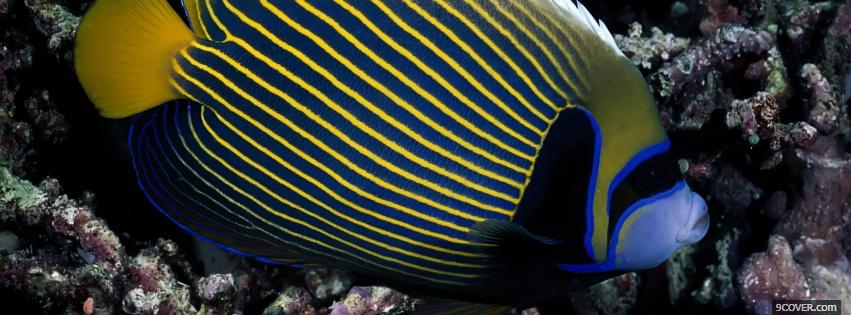 Photo stunning tropical fish Facebook Cover for Free