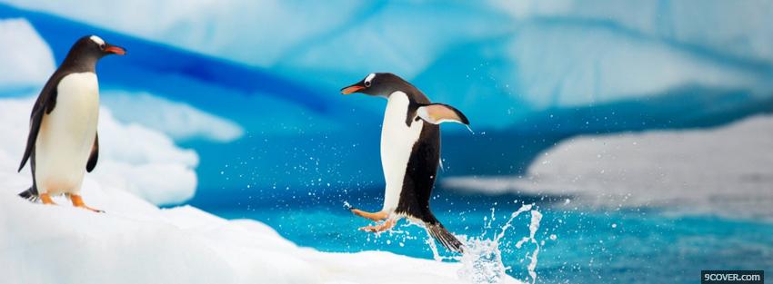 Photo adorable animals penguins Facebook Cover for Free
