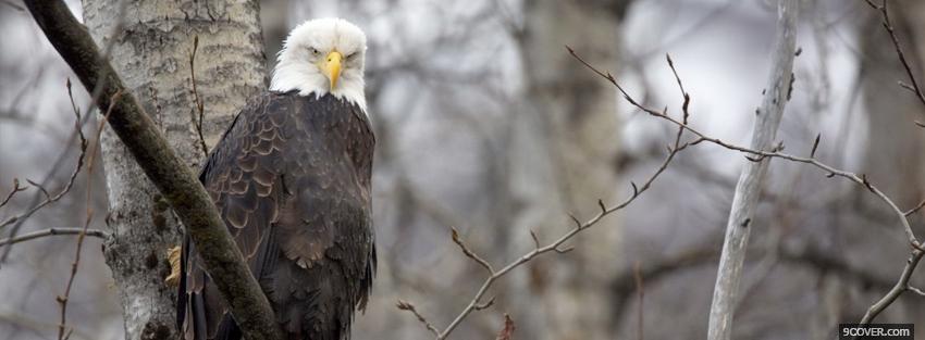 Photo eagle in the woods animals Facebook Cover for Free