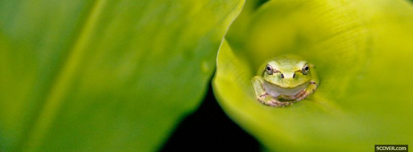 Photo frog on green leaf Facebook Cover for Free