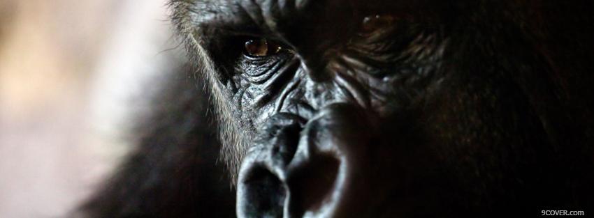 Photo gorilla face close up Facebook Cover for Free